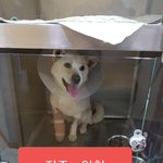 [강아지] <b>전주</b>에서 인천으로