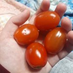<b>방울</b>토마토 짱커