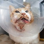 [도와주세요] 의료사고로 제 고양이를 장애묘로 만든 동물병원 청원...