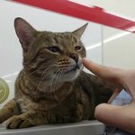 [고양이] (통이네)편의점 고양이