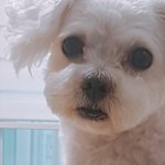 [조언부탁해] 우리 집 강아지 미치겠어ㅠㅠㅡ
