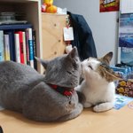 [고양이] [콩이와 <b>흰둥이</b>]-외출냥이