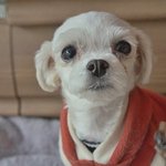 <b>새별</b>/말티즈/여아/3살추정/1.8kg  *반가운 인사를 건네주는...