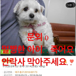 유기견 임보스토리1편