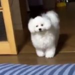 [EXO] 비비 털찐거 아무리봐도 <b>놀라움</b>ㅋㅋㅋㅋㅋ