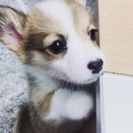 <b>웰시</b>코기는 사랑입니다...