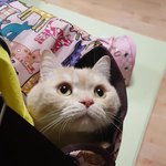 [고양이] (<b>통이</b>네)눈빛 어쩔거야