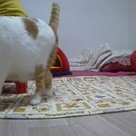 나의 동거묘 도칠이 <b>새해선물</b>