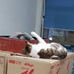 [고양이] [콩이와 흰둥이]-<b>외출</b>냥이