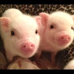 [돼지] 귀여운 <b>돼지들</b>한테 돈복 받으세요ㅎㅎㅎ