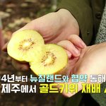 다이어트 음식 추천