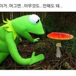 야두라 <b>쌍테</b> <b>쌍</b>액 추반좀