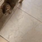 [강다니엘] 역시 냥집<b>사</b> 냥스타그램 시작ㅋㅋㅋㅋㅋㅋㅋㅋㅋㅋ