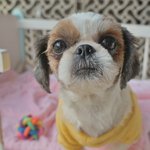 매화/시<b>츄</b>/여아/2살추정/3kg  *점점 밝아지는 매화예요