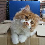 아기냥 <b>호빵이</b>-12