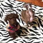 세계최초 푸들을 흑염소로만든 아이돌