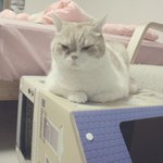 <b>고냥</b>이 ㅋㅋ