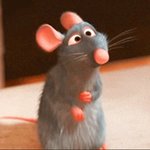 라따뚜이 3일연속봣다