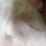 [도와주세요] <b>강아지</b> 배에 <b>이</b> 검은것들 괜찮은건가요?