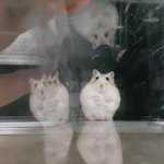 이번에 북말순이가 낳은 새끼를보닌깐~~~