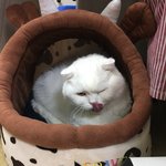 [고양이] 오늘 상계교?에서 아기고양이 구출해주신분..