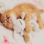 <b>애착</b>인형 꼭 있어야하는 귀요미들