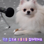 [댓글부탁해] 이성이고뭐고 <b>반려동물</b>이랑 둘이 사는게 최고야