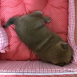[강아지] 일본똥개 덕춘이 보고가세요!