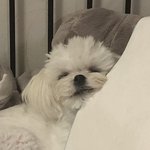[댓글부탁해] 우리집 강아지 방구 많이뀌는데