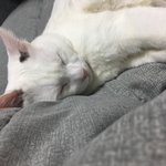 [EXO] 우리집 야옹이 이름 맞초바