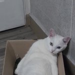 [EXO] <b>뚱</b>냥이 보고 갈 사람