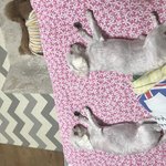 [EXO] 친구네집 강아지 자는거봐