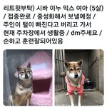 뉴이스트 <b>아론</b>이 입양한 댕댕이
