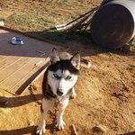[강아지] <b>허스키</b> 아이의 가족이 되어주세요