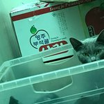 창고에 찾아온 길냥이의 폭풍애교. (<b>feat</b>. 러시안블루) 1탄