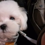 울 귀염둥~  뭉치도 자랑할께용^^ 2탄
