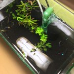 누구<b>구피</b>키우는사람없음?