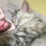 [드루와] <b>울집</b> 냥이 자는모습 짱귀여움