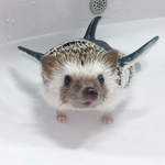 [댓글부탁해] 엄영<b>지라</b>는 이름 ㅇㄸ