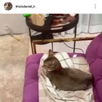 [강다니엘] 녤스타그램 집사 냥주접ㅋㅋㅋㅋㅋㅋㅋ