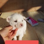 [강아지] <b>박스</b>에 담겨 보호소 들어온 5남매