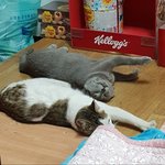 [고양이] [콩이와 <b>흰둥이</b>]-외출냥이