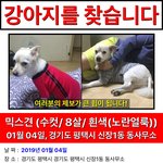 [댓글부탁해] 제발 도와주세요(강아지실종)