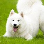 [19] +)내가 미는 알페스 진짜 사귀는것같음