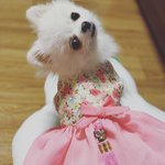 [강아지] <b>새해</b> 복 많이 받으시개