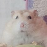 [댓글부탁해] <b>햄스터</b> 키우기 어려워?