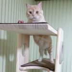 [고양이] (통이네)우리집 이쁜이들 보세요
