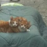 [고양이] 헤어지지말자