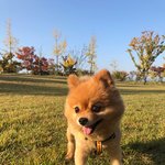 [강아지] 사랑스러움이 댕댕이가 된다면 <b>도담이</b>