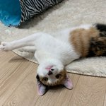 [고양이] 우리 아꺵이들을 소개합니다>_<